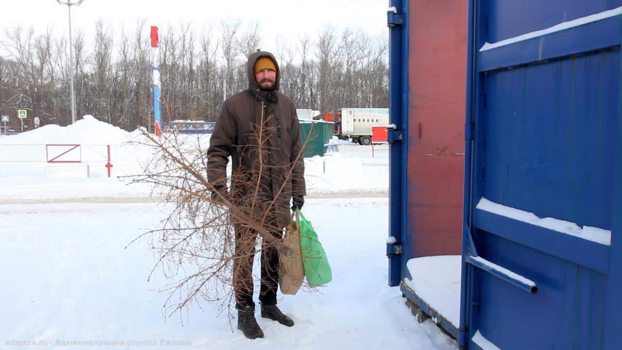 Пункт приема новогодних ёлок в Рязани будет работать до 21 января