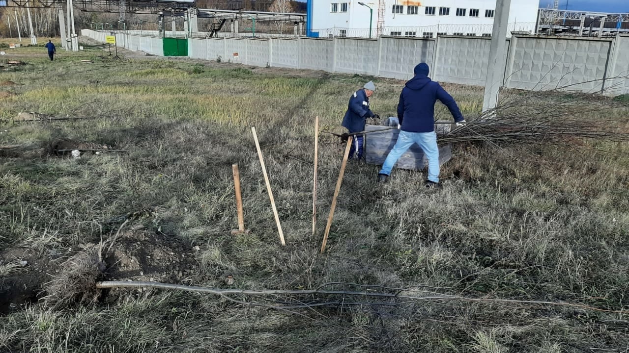 Рязань украсили новые деревья