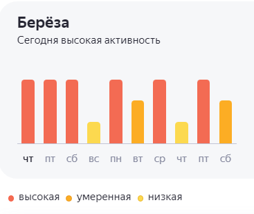 В Рязани активно цветёт берёза