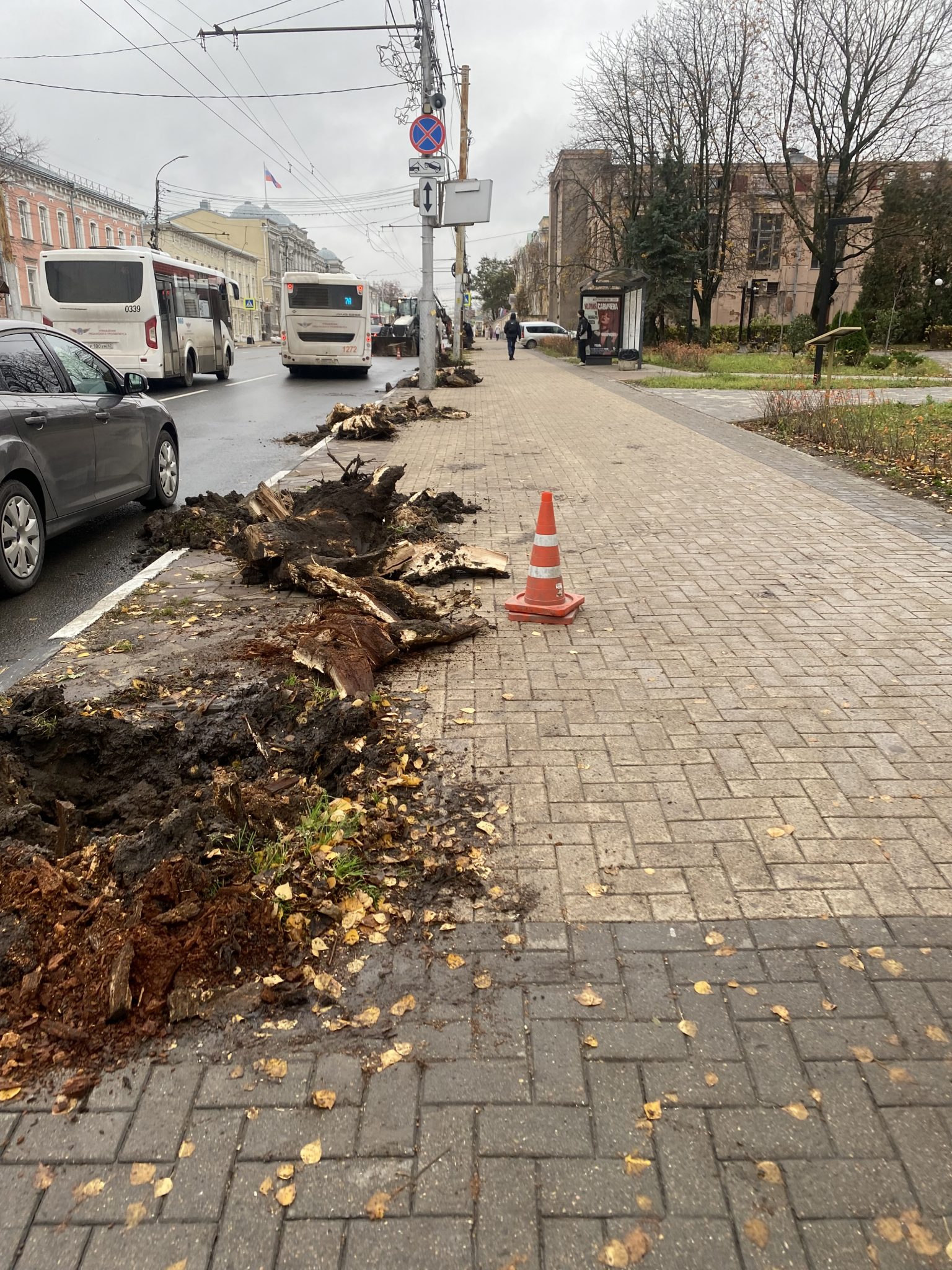 В центре Рязани высаживают новые деревья