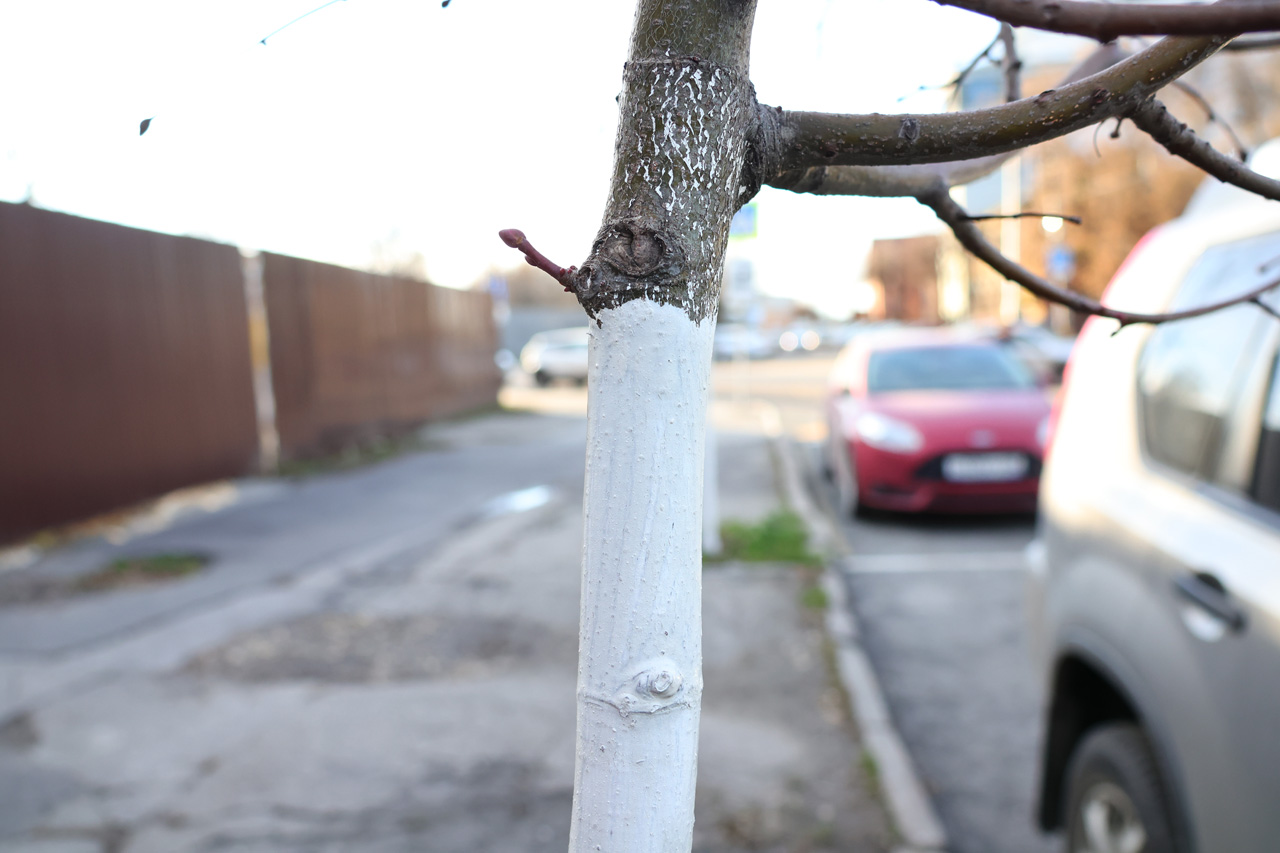 В Рязани начали белить деревья