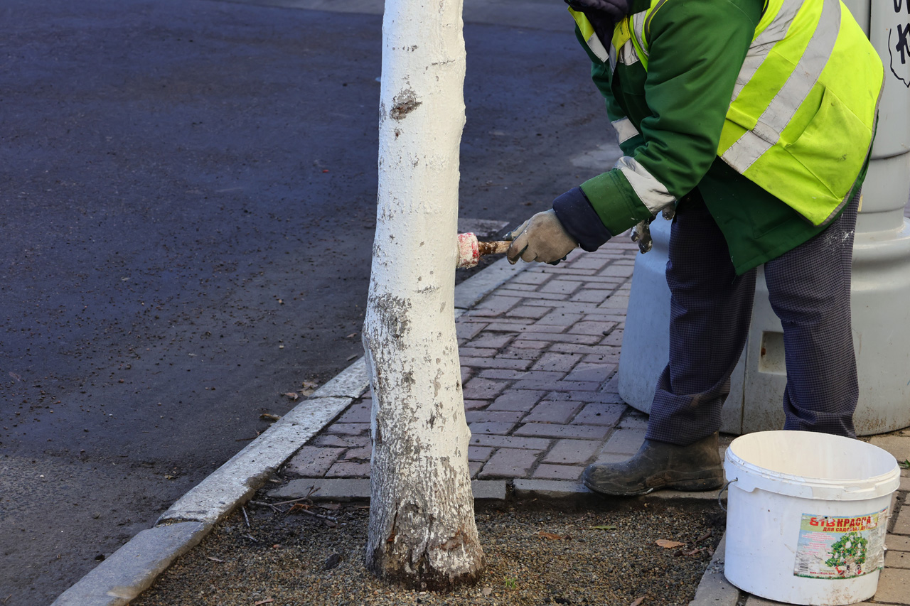 В Рязани начали белить деревья