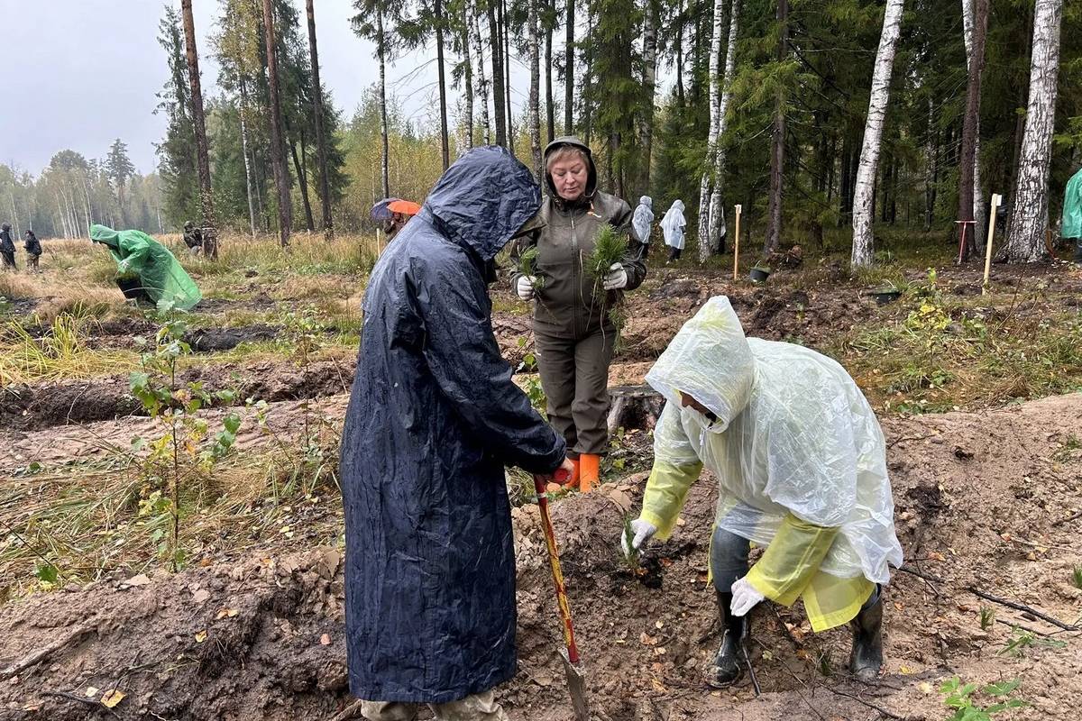 В Рязанской области высадят свыше 12 тысяч саженцев